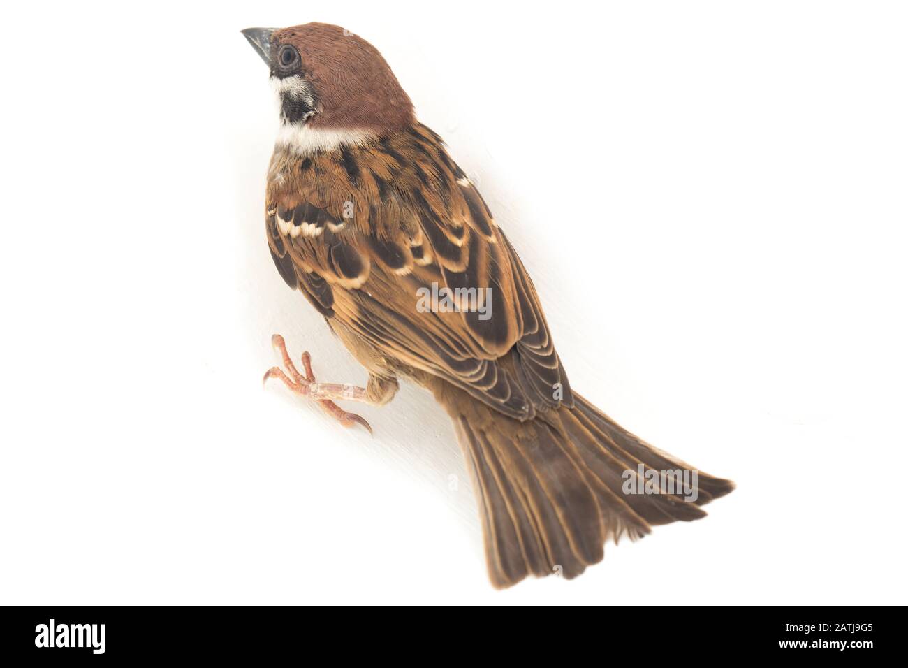 Die Spatzen der alten Welt sind eine Familie kleiner Passiervögel. Sie werden auch als echte Spatzen bezeichnet, isoliert auf weißem Hintergrund Stockfoto