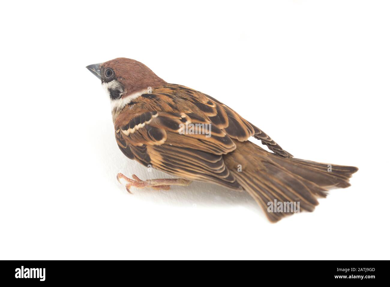 Die Spatzen der alten Welt sind eine Familie kleiner Passiervögel. Sie werden auch als echte Spatzen bezeichnet, isoliert auf weißem Hintergrund Stockfoto