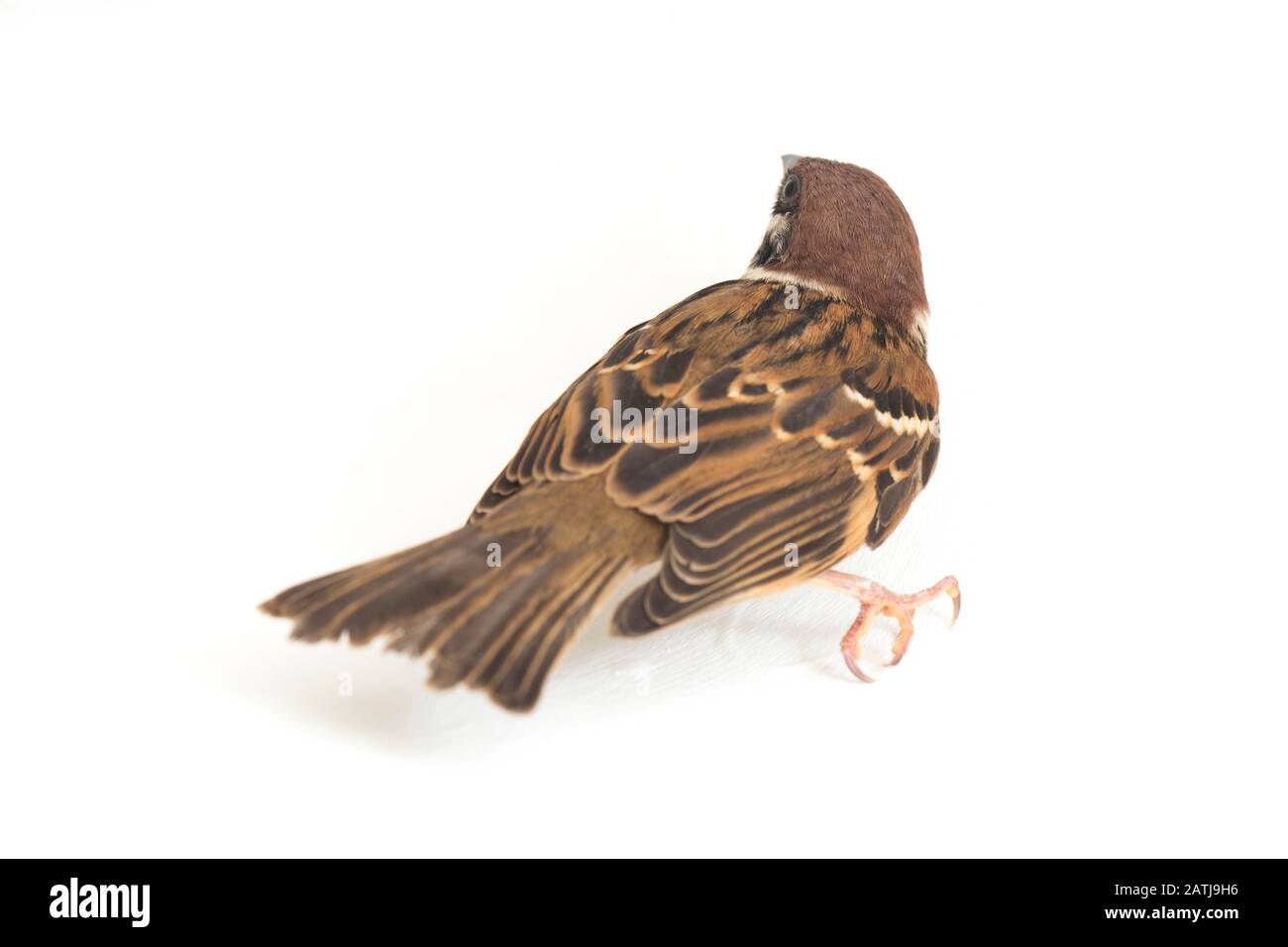 Die Spatzen der alten Welt sind eine Familie kleiner Passiervögel. Sie werden auch als echte Spatzen bezeichnet, isoliert auf weißem Hintergrund Stockfoto