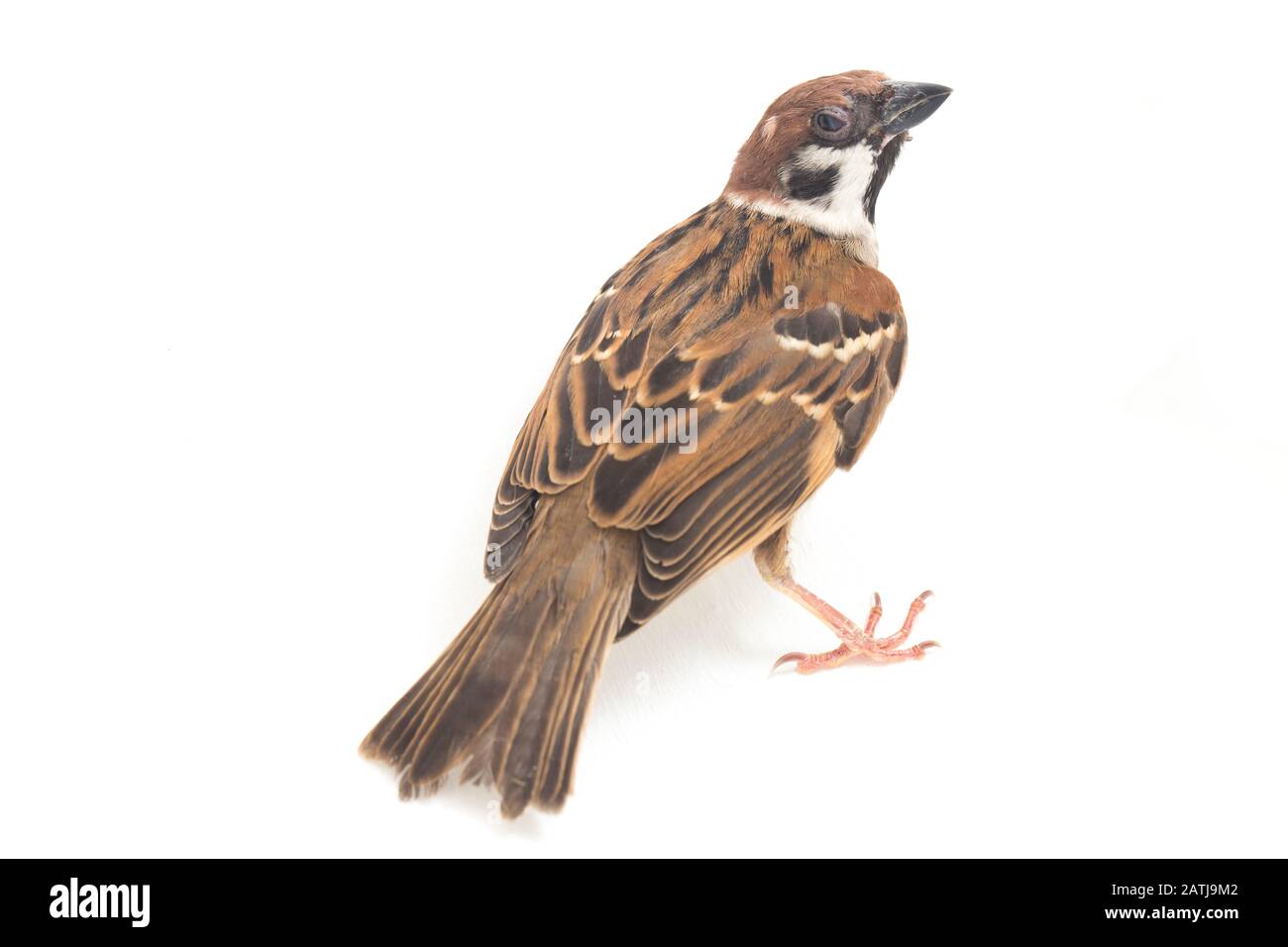 Die Spatzen der alten Welt sind eine Familie kleiner Passiervögel. Sie werden auch als echte Spatzen bezeichnet, isoliert auf weißem Hintergrund Stockfoto