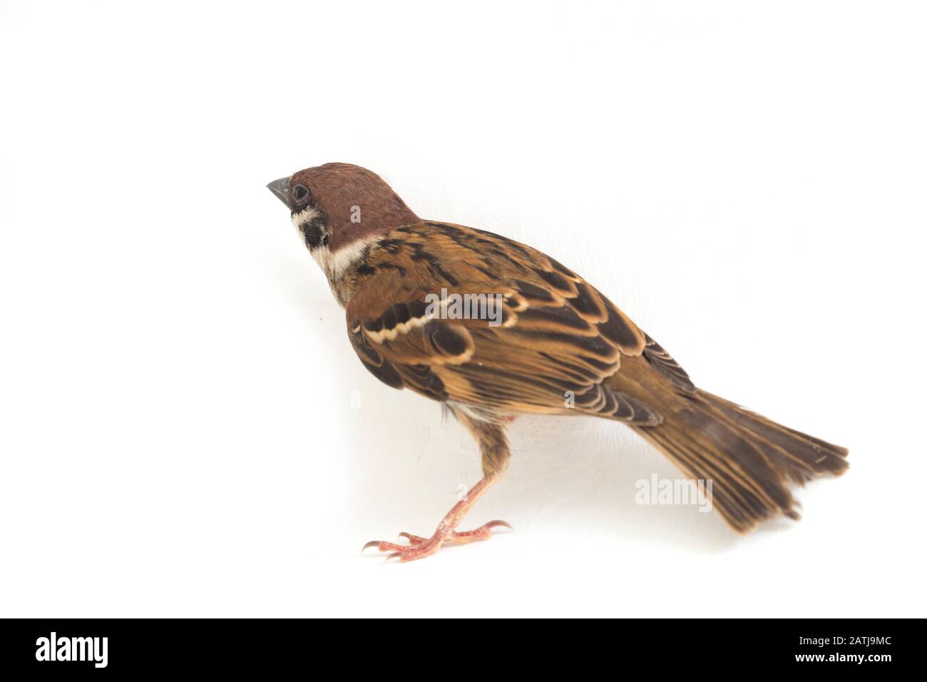 Die Spatzen der alten Welt sind eine Familie kleiner Passiervögel. Sie werden auch als echte Spatzen bezeichnet, isoliert auf weißem Hintergrund Stockfoto