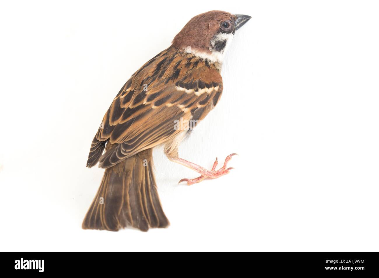 Die Spatzen der alten Welt sind eine Familie kleiner Passiervögel. Sie werden auch als echte Spatzen bezeichnet, isoliert auf weißem Hintergrund Stockfoto