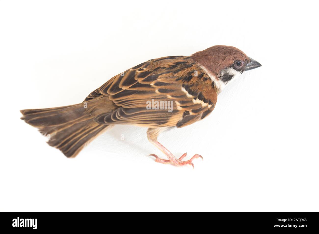 Die Spatzen der alten Welt sind eine Familie kleiner Passiervögel. Sie werden auch als echte Spatzen bezeichnet, isoliert auf weißem Hintergrund Stockfoto