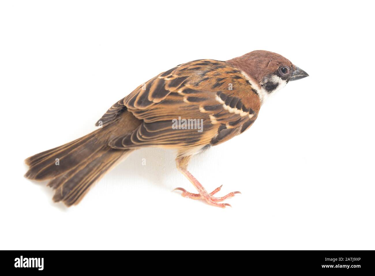 Die Spatzen der alten Welt sind eine Familie kleiner Passiervögel. Sie werden auch als echte Spatzen bezeichnet, isoliert auf weißem Hintergrund Stockfoto