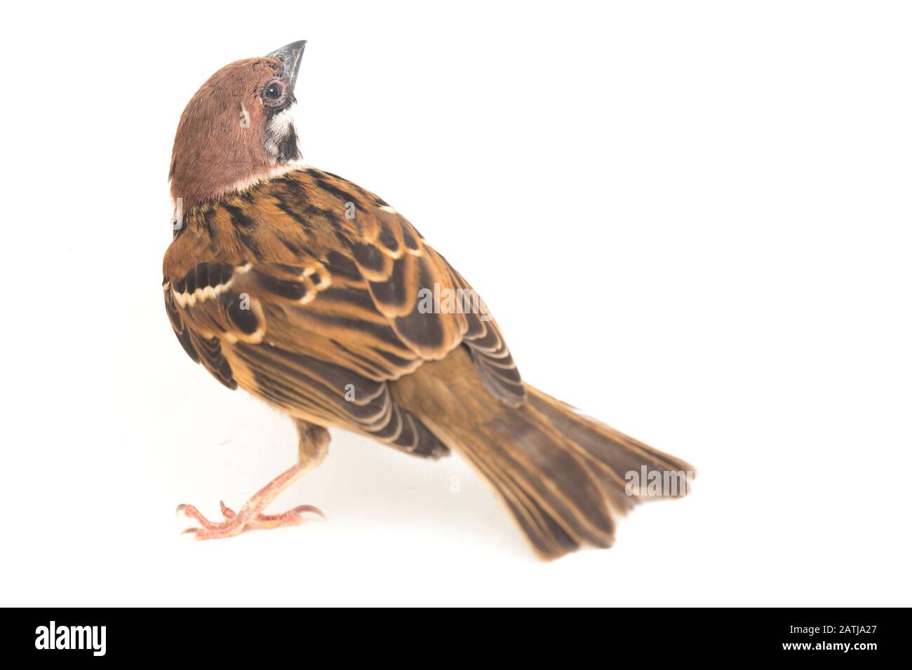 Die Spatzen der alten Welt sind eine Familie kleiner Passiervögel. Sie werden auch als echte Spatzen bezeichnet, isoliert auf weißem Hintergrund Stockfoto