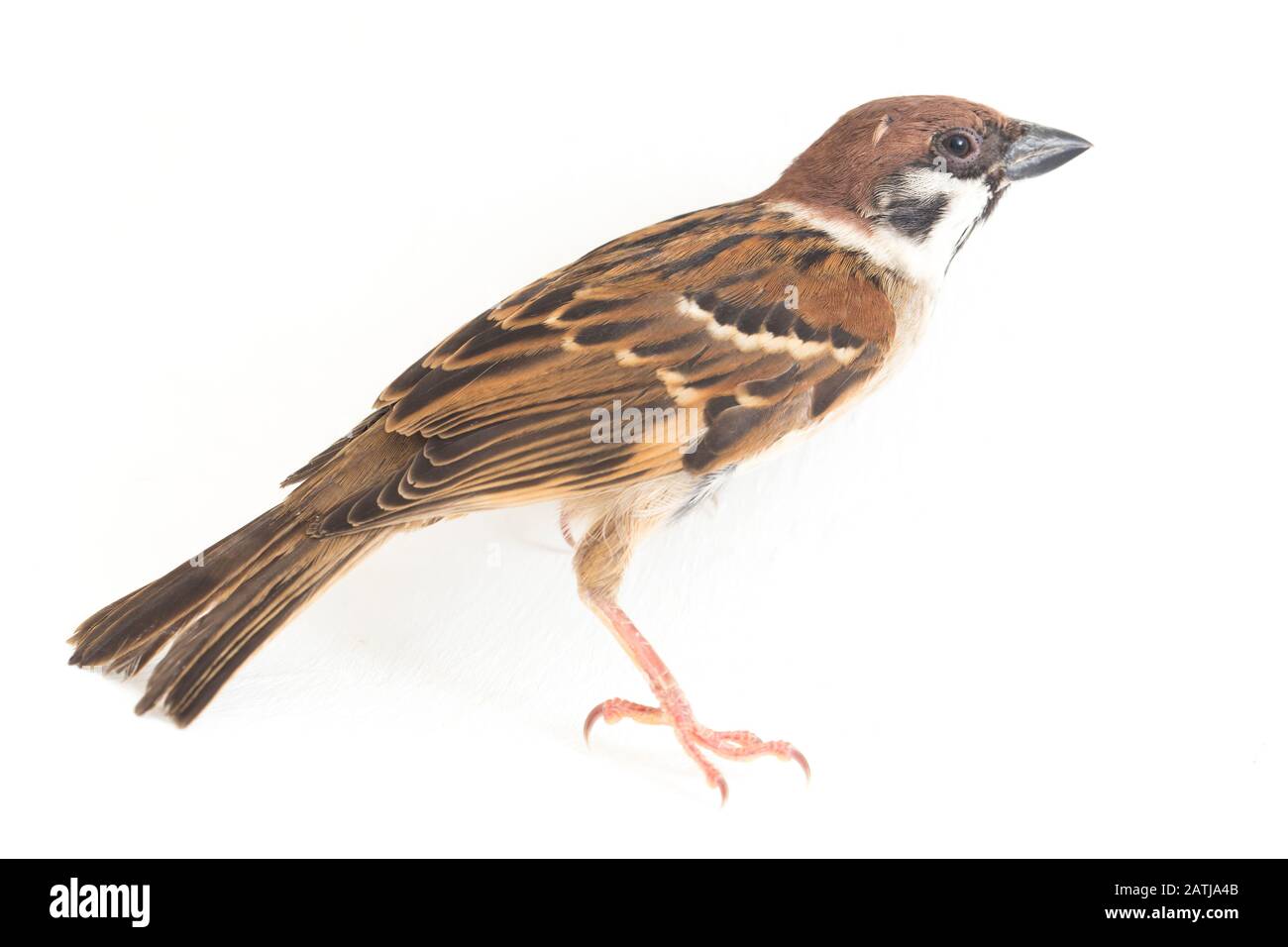 Die Spatzen der alten Welt sind eine Familie kleiner Passiervögel. Sie werden auch als echte Spatzen bezeichnet, isoliert auf weißem Hintergrund Stockfoto