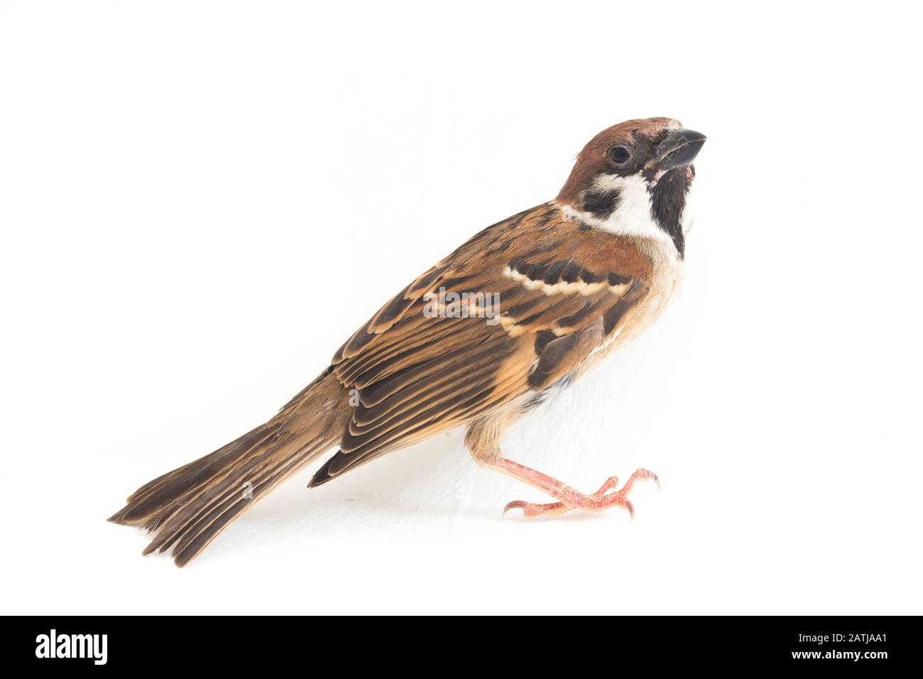 Die Spatzen der alten Welt sind eine Familie kleiner Passiervögel. Sie werden auch als echte Spatzen bezeichnet, isoliert auf weißem Hintergrund Stockfoto