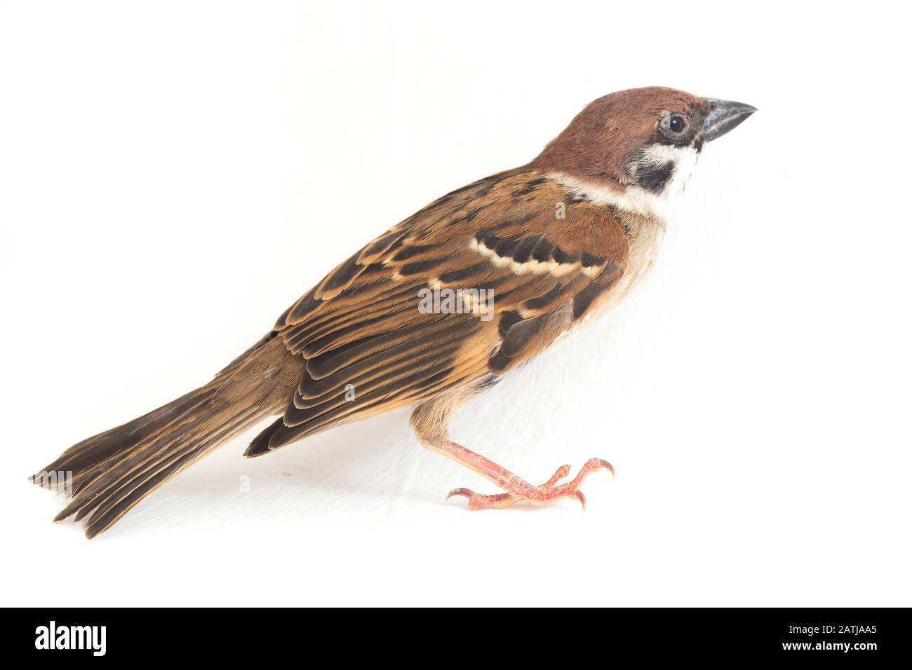 Die Spatzen der alten Welt sind eine Familie kleiner Passiervögel. Sie werden auch als echte Spatzen bezeichnet, isoliert auf weißem Hintergrund Stockfoto