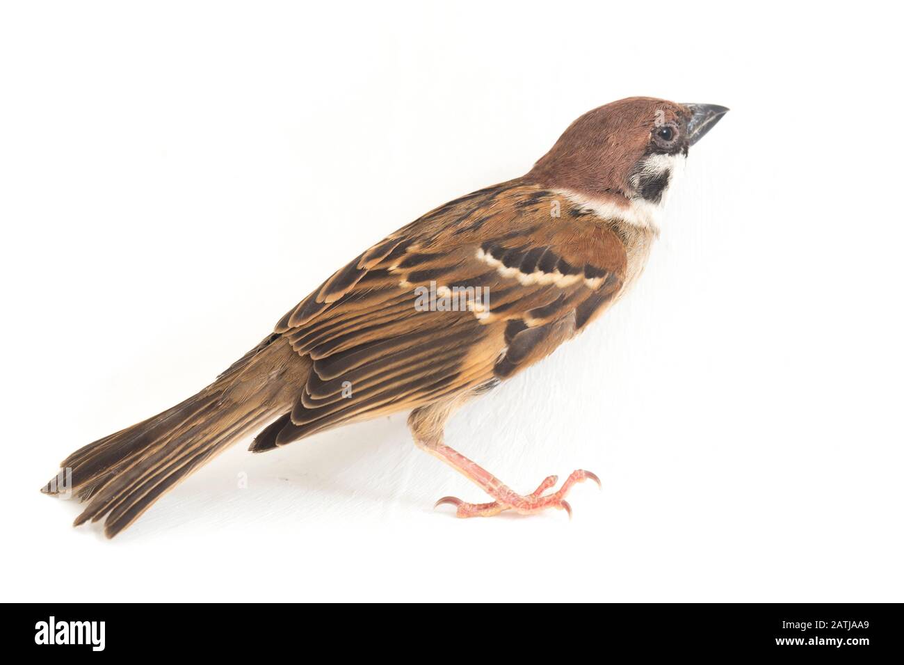 Die Spatzen der alten Welt sind eine Familie kleiner Passiervögel. Sie werden auch als echte Spatzen bezeichnet, isoliert auf weißem Hintergrund Stockfoto