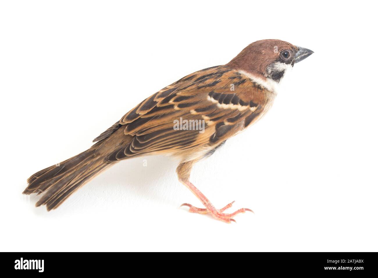 Die Spatzen der alten Welt sind eine Familie kleiner Passiervögel. Sie werden auch als echte Spatzen bezeichnet, isoliert auf weißem Hintergrund Stockfoto