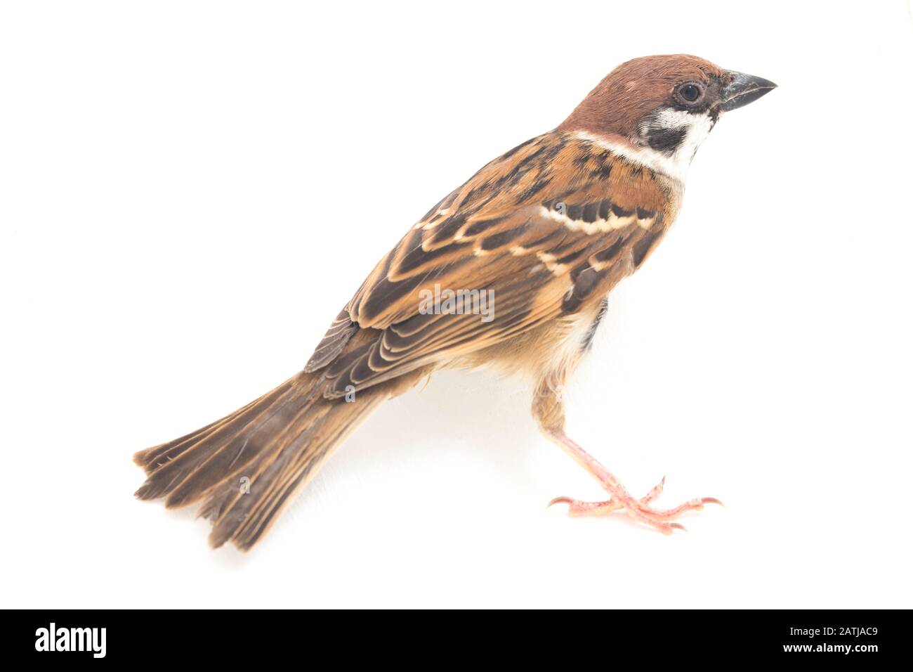 Die Spatzen der alten Welt sind eine Familie kleiner Passiervögel. Sie werden auch als echte Spatzen bezeichnet, isoliert auf weißem Hintergrund Stockfoto