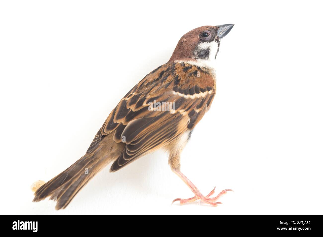 Die Spatzen der alten Welt sind eine Familie kleiner Passiervögel. Sie werden auch als echte Spatzen bezeichnet, isoliert auf weißem Hintergrund Stockfoto