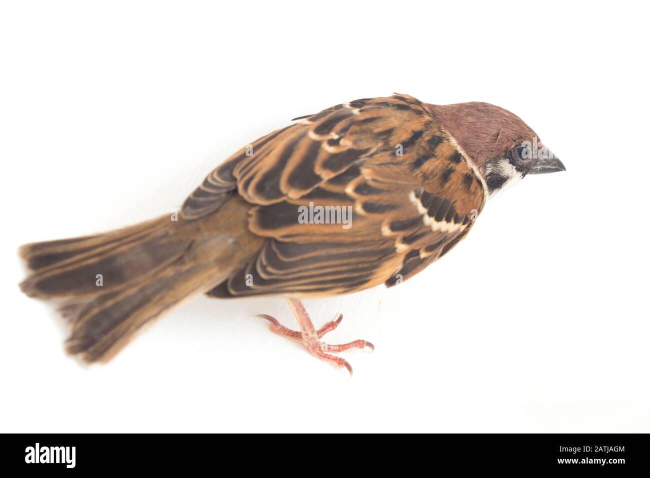 Die Spatzen der alten Welt sind eine Familie kleiner Passiervögel. Sie werden auch als echte Spatzen bezeichnet, isoliert auf weißem Hintergrund Stockfoto