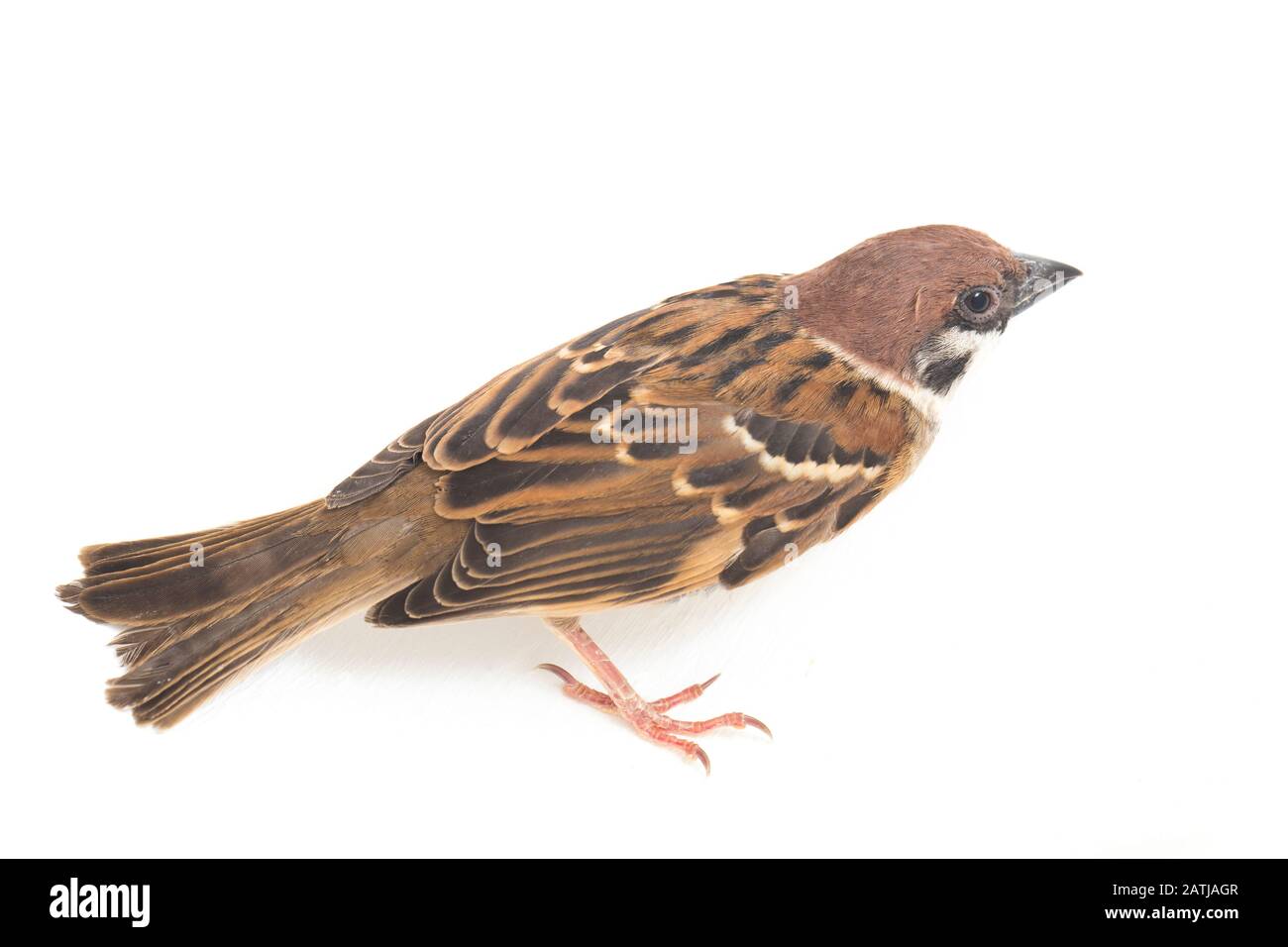 Die Spatzen der alten Welt sind eine Familie kleiner Passiervögel. Sie werden auch als echte Spatzen bezeichnet, isoliert auf weißem Hintergrund Stockfoto