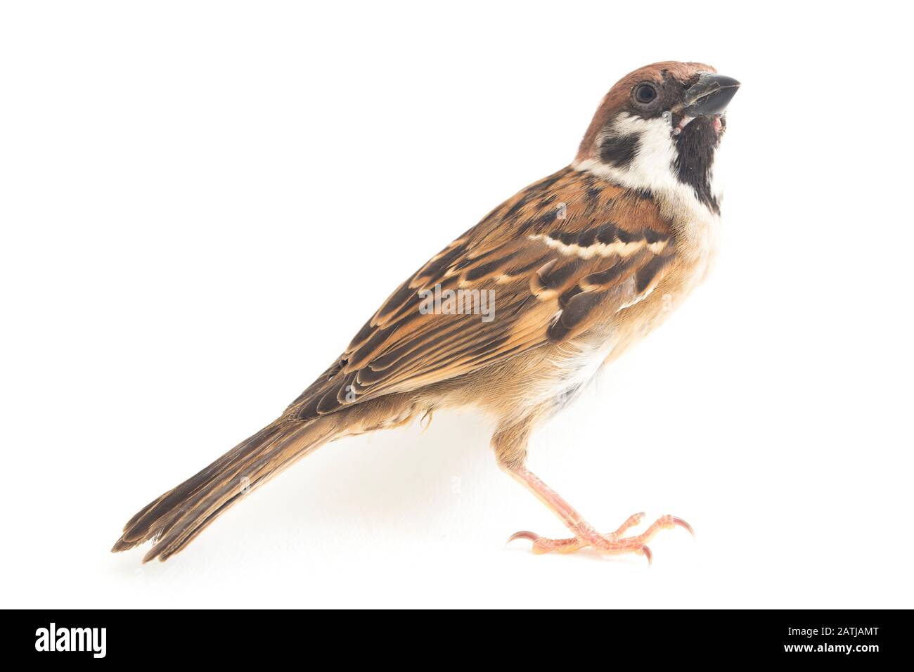 Die Spatzen der alten Welt sind eine Familie kleiner Passiervögel. Sie werden auch als echte Spatzen bezeichnet, isoliert auf weißem Hintergrund Stockfoto