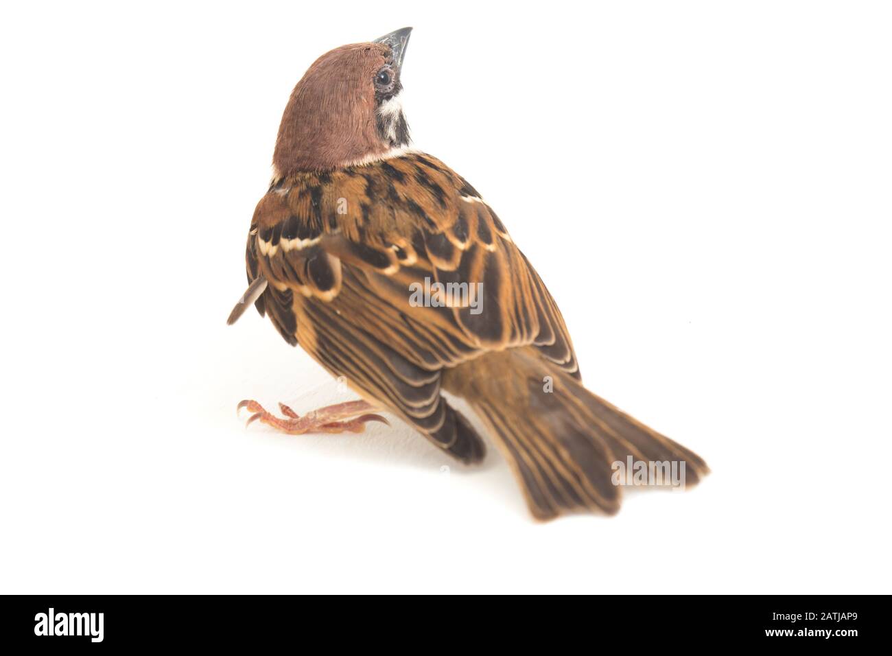 Die Spatzen der alten Welt sind eine Familie kleiner Passiervögel. Sie werden auch als echte Spatzen bezeichnet, isoliert auf weißem Hintergrund Stockfoto