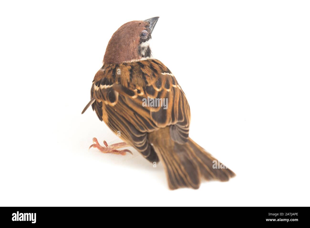 Die Spatzen der alten Welt sind eine Familie kleiner Passiervögel. Sie werden auch als echte Spatzen bezeichnet, isoliert auf weißem Hintergrund Stockfoto