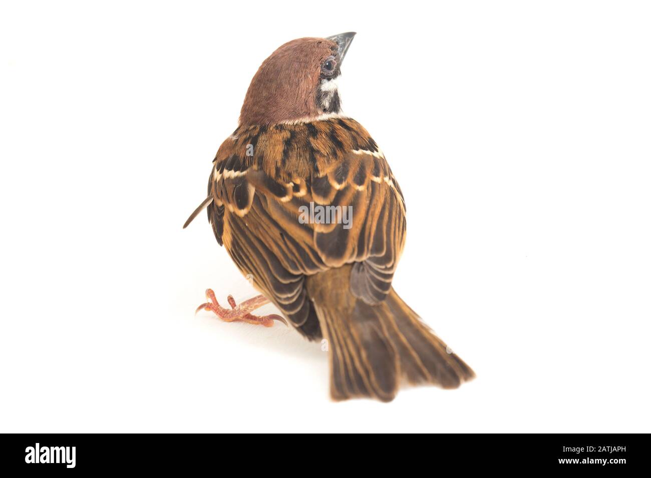 Die Spatzen der alten Welt sind eine Familie kleiner Passiervögel. Sie werden auch als echte Spatzen bezeichnet, isoliert auf weißem Hintergrund Stockfoto