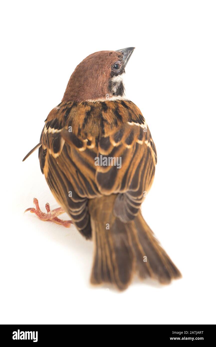 Die Spatzen der alten Welt sind eine Familie kleiner Passiervögel. Sie werden auch als echte Spatzen bezeichnet, isoliert auf weißem Hintergrund Stockfoto