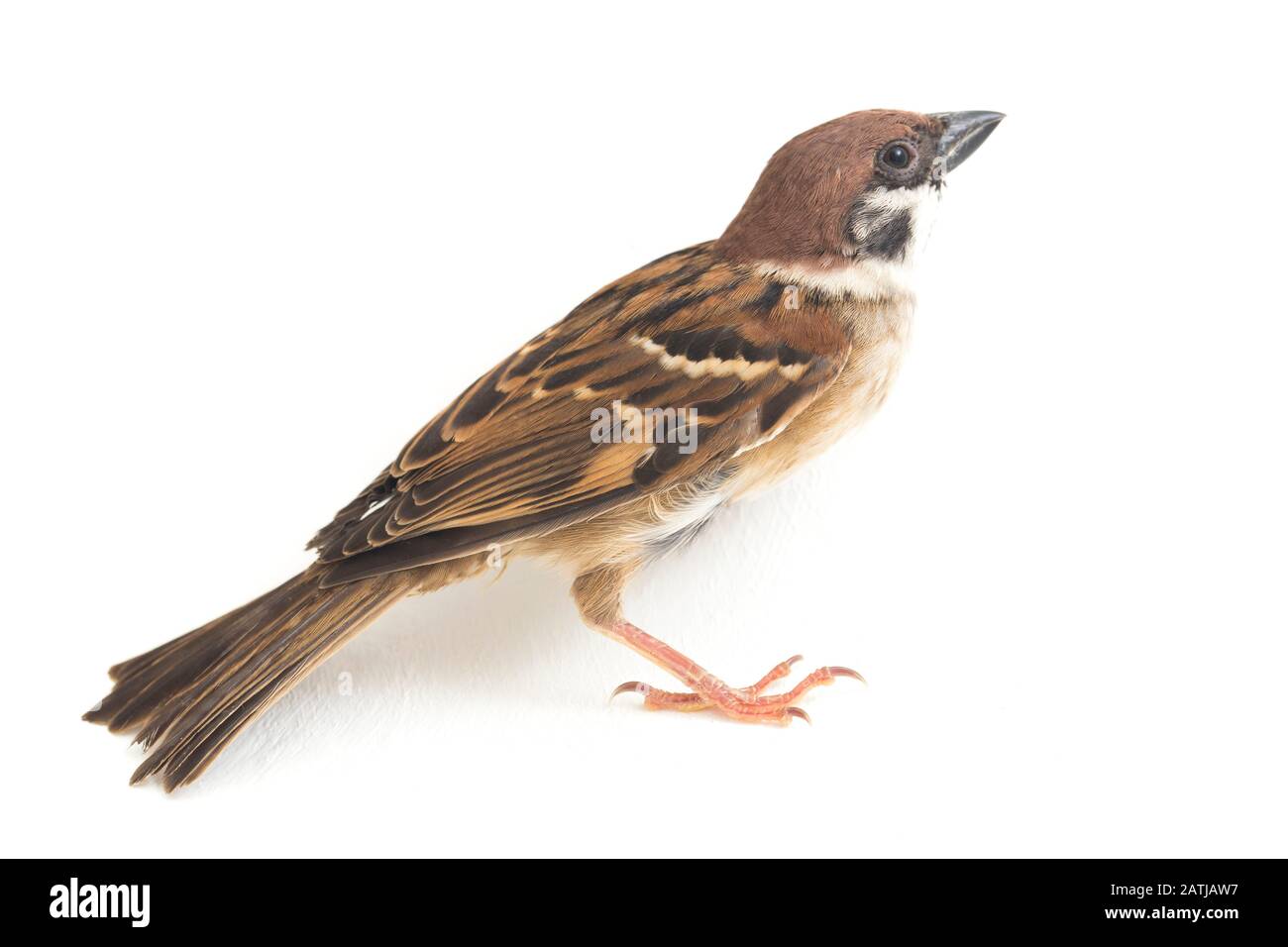 Die Spatzen der alten Welt sind eine Familie kleiner Passiervögel. Sie werden auch als echte Spatzen bezeichnet, isoliert auf weißem Hintergrund Stockfoto