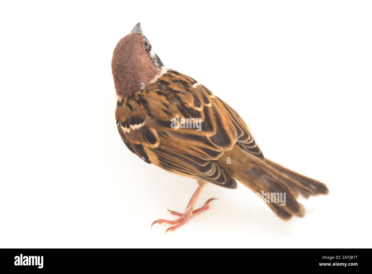 Die Spatzen der alten Welt sind eine Familie kleiner Passiervögel. Sie werden auch als echte Spatzen bezeichnet, isoliert auf weißem Hintergrund Stockfoto