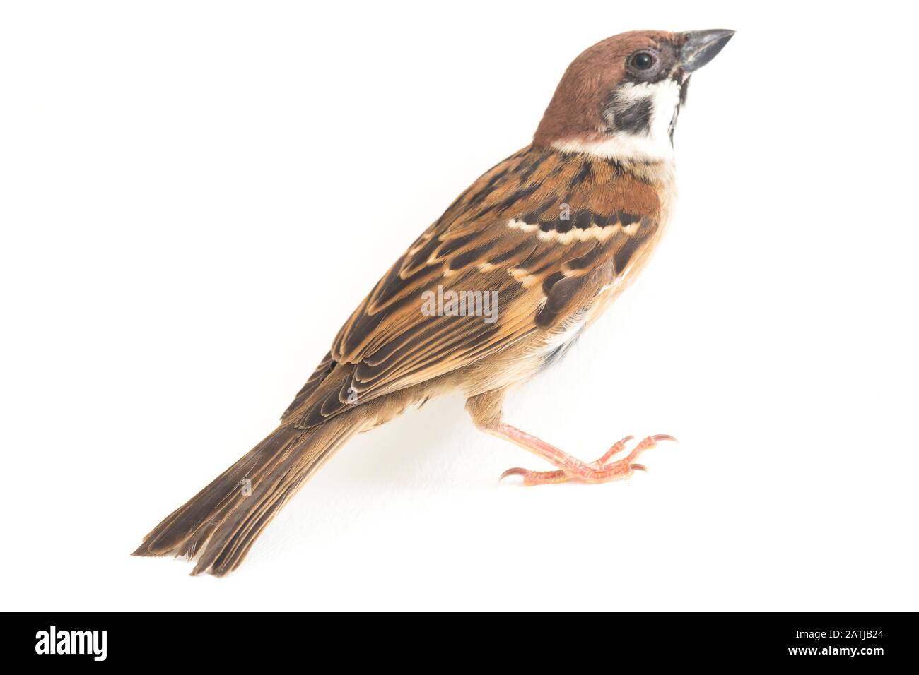 Die Spatzen der alten Welt sind eine Familie kleiner Passiervögel. Sie werden auch als echte Spatzen bezeichnet, isoliert auf weißem Hintergrund Stockfoto