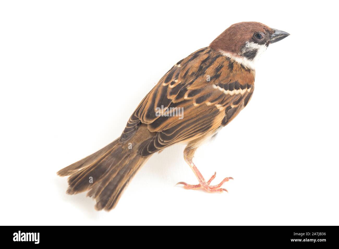 Die Spatzen der alten Welt sind eine Familie kleiner Passiervögel. Sie werden auch als echte Spatzen bezeichnet, isoliert auf weißem Hintergrund Stockfoto