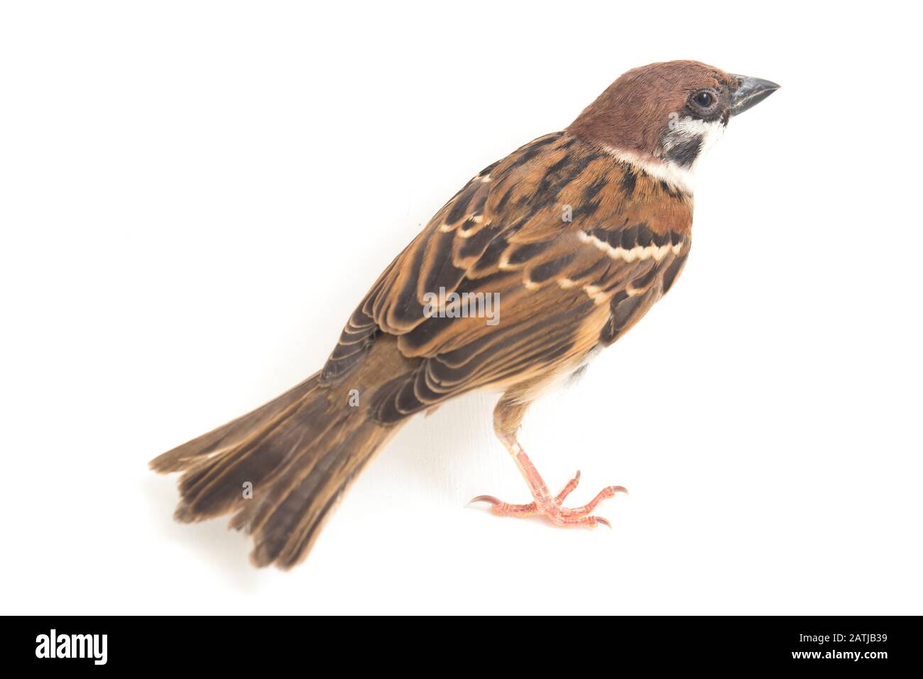 Die Spatzen der alten Welt sind eine Familie kleiner Passiervögel. Sie werden auch als echte Spatzen bezeichnet, isoliert auf weißem Hintergrund Stockfoto