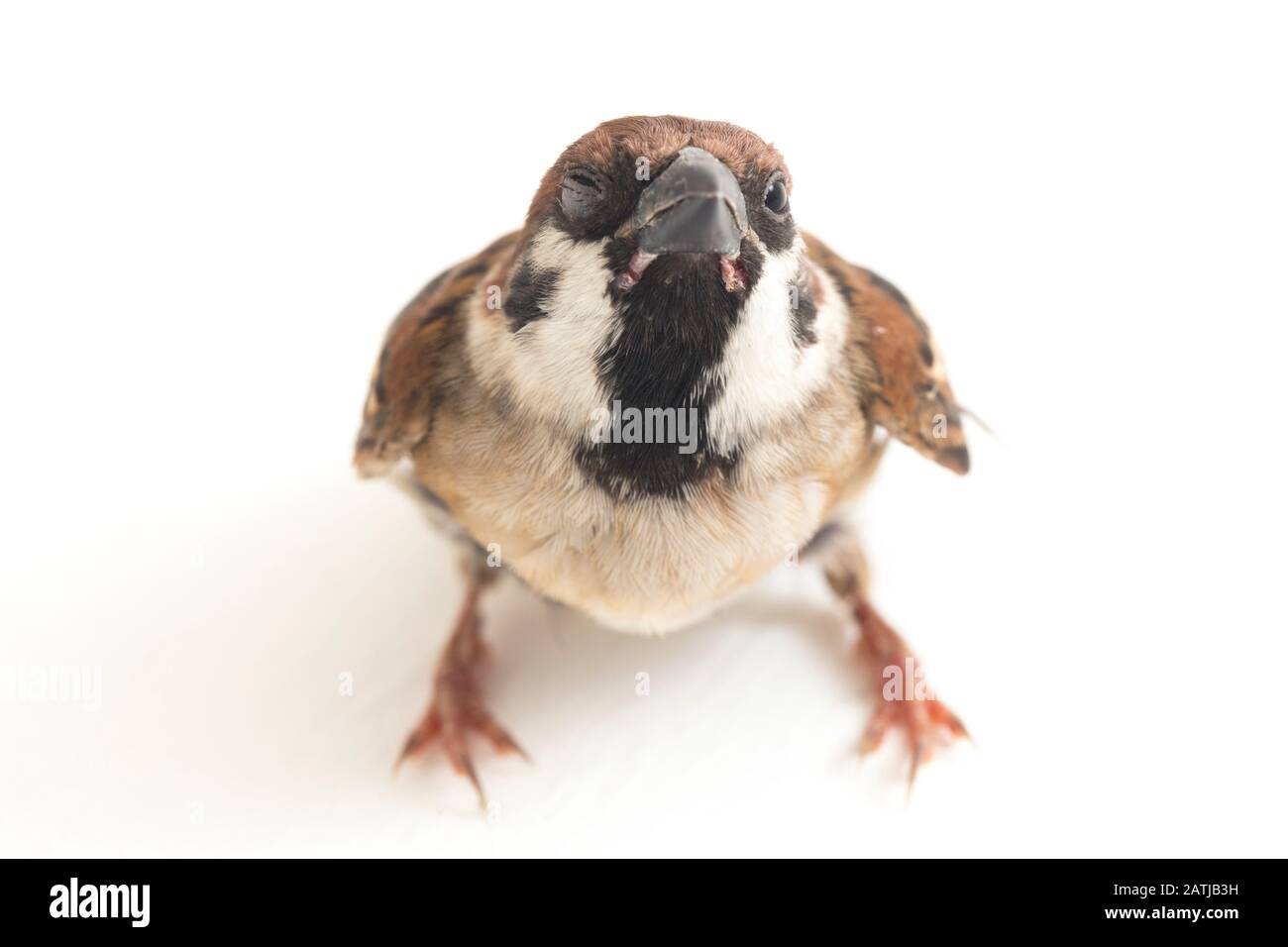 Die Spatzen der alten Welt sind eine Familie kleiner Passiervögel. Sie werden auch als echte Spatzen bezeichnet, isoliert auf weißem Hintergrund Stockfoto