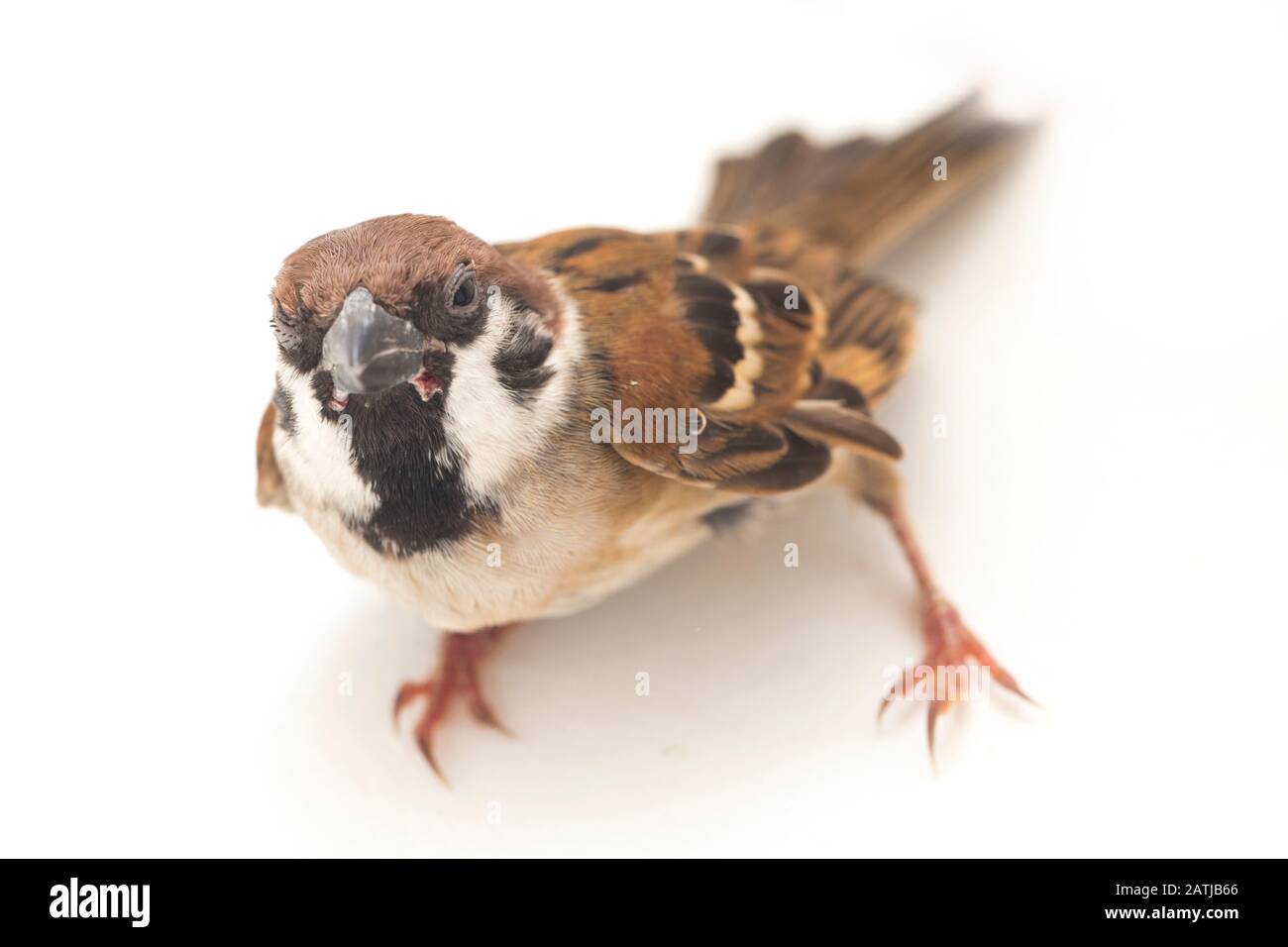 Die Spatzen der alten Welt sind eine Familie kleiner Passiervögel. Sie werden auch als echte Spatzen bezeichnet, isoliert auf weißem Hintergrund Stockfoto