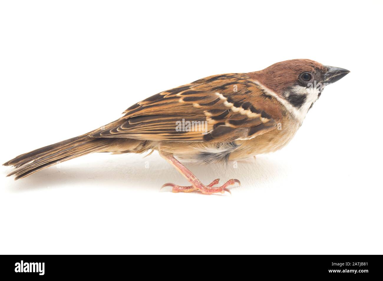 Die Spatzen der alten Welt sind eine Familie kleiner Passiervögel. Sie werden auch als echte Spatzen bezeichnet, isoliert auf weißem Hintergrund Stockfoto
