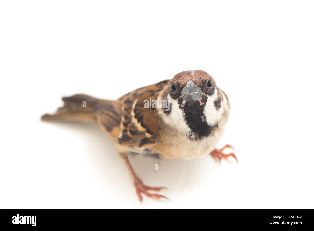 Die Spatzen der alten Welt sind eine Familie kleiner Passiervögel. Sie werden auch als echte Spatzen bezeichnet, isoliert auf weißem Hintergrund Stockfoto