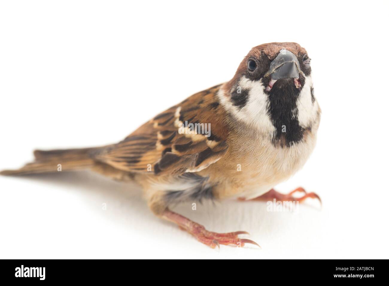Die Spatzen der alten Welt sind eine Familie kleiner Passiervögel. Sie werden auch als echte Spatzen bezeichnet, isoliert auf weißem Hintergrund Stockfoto