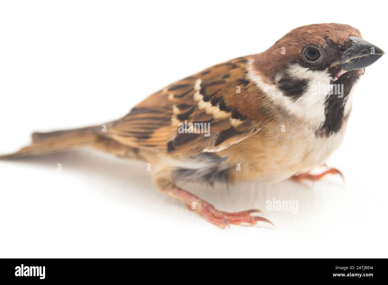 Die Spatzen der alten Welt sind eine Familie kleiner Passiervögel. Sie werden auch als echte Spatzen bezeichnet, isoliert auf weißem Hintergrund Stockfoto