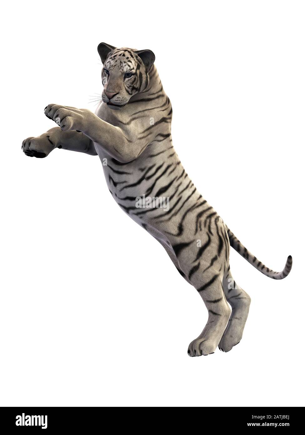 Tiger Attacking Stockfotos Und Bilder Kaufen Alamy