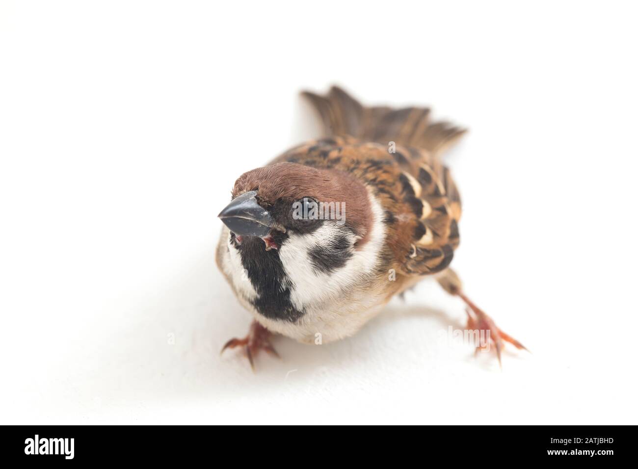 Die Spatzen der alten Welt sind eine Familie kleiner Passiervögel. Sie werden auch als echte Spatzen bezeichnet, isoliert auf weißem Hintergrund Stockfoto