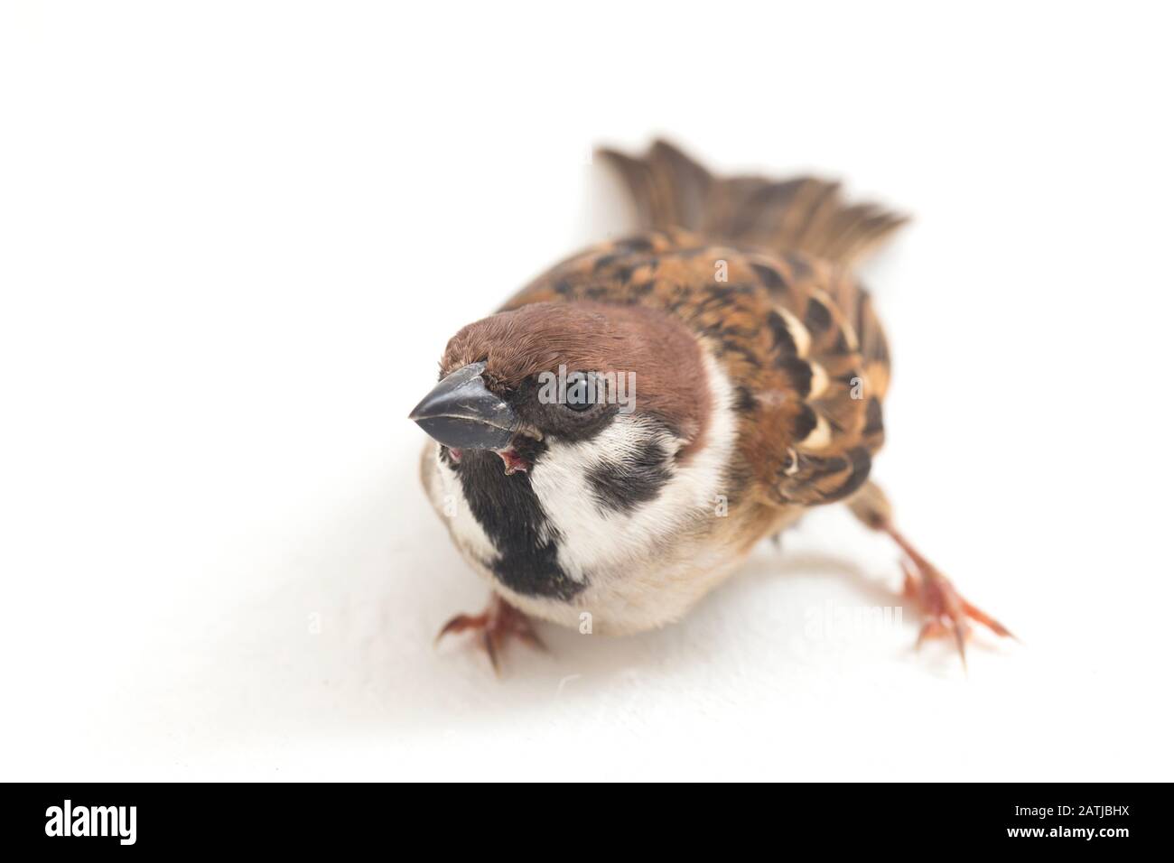 Die Spatzen der alten Welt sind eine Familie kleiner Passiervögel. Sie werden auch als echte Spatzen bezeichnet, isoliert auf weißem Hintergrund Stockfoto