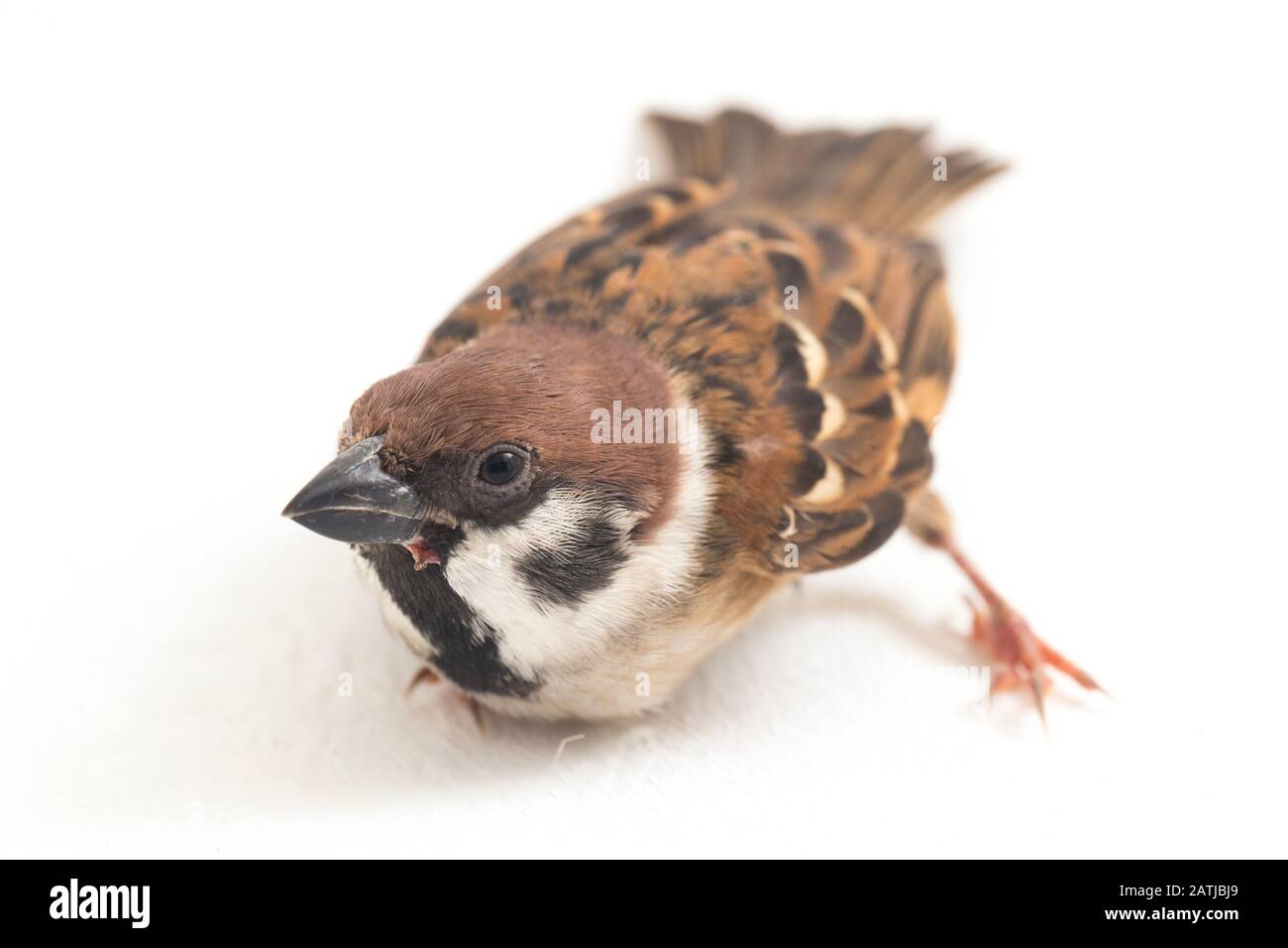 Die Spatzen der alten Welt sind eine Familie kleiner Passiervögel. Sie werden auch als echte Spatzen bezeichnet, isoliert auf weißem Hintergrund Stockfoto