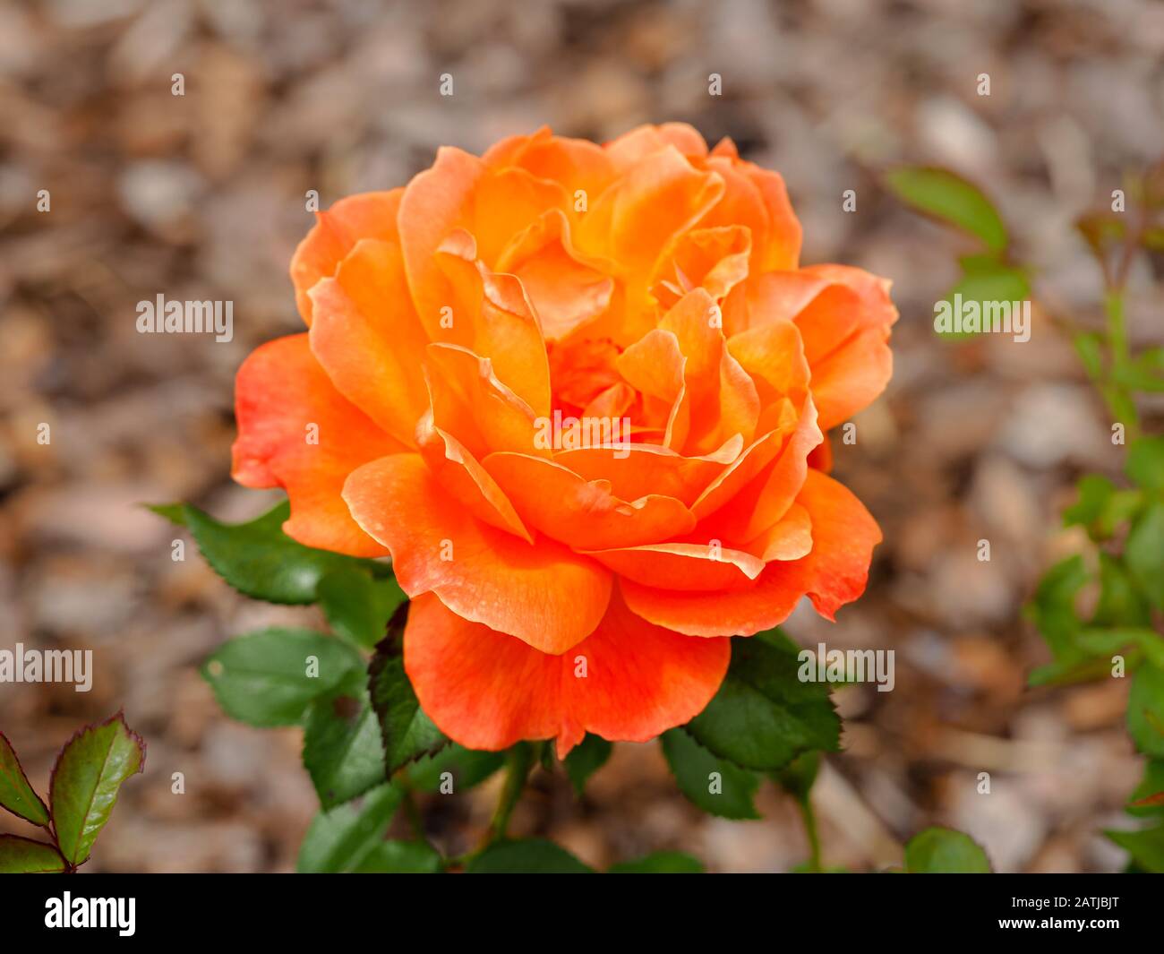 Schöne Rose mit orangefarbenen Kronblättern, Variety Rosa Fellowship Floribunda, in voller Blüte Stockfoto