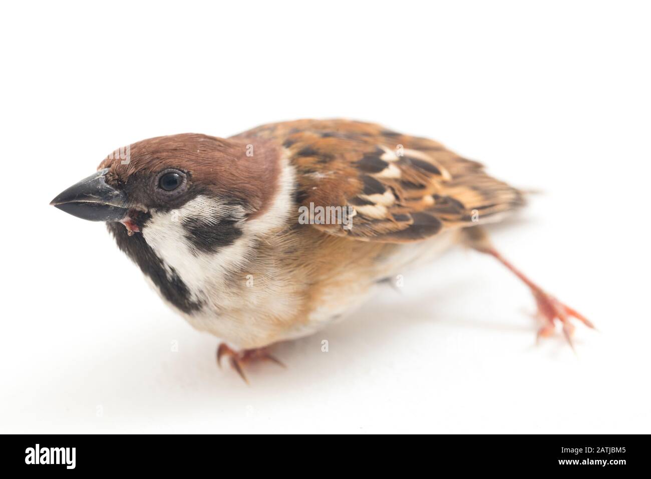 Die Spatzen der alten Welt sind eine Familie kleiner Passiervögel. Sie werden auch als echte Spatzen bezeichnet, isoliert auf weißem Hintergrund Stockfoto