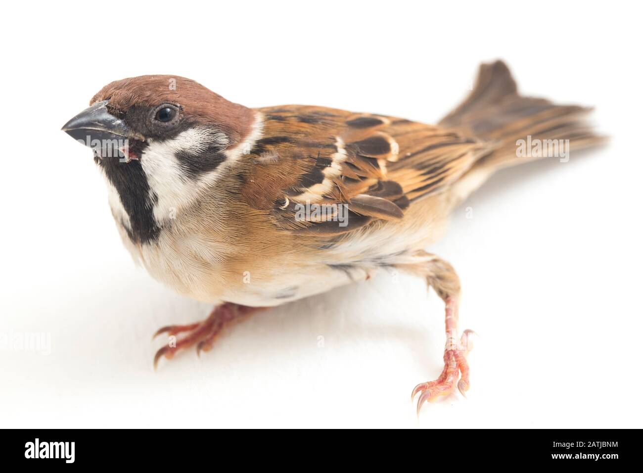 Die Spatzen der alten Welt sind eine Familie kleiner Passiervögel. Sie werden auch als echte Spatzen bezeichnet, isoliert auf weißem Hintergrund Stockfoto