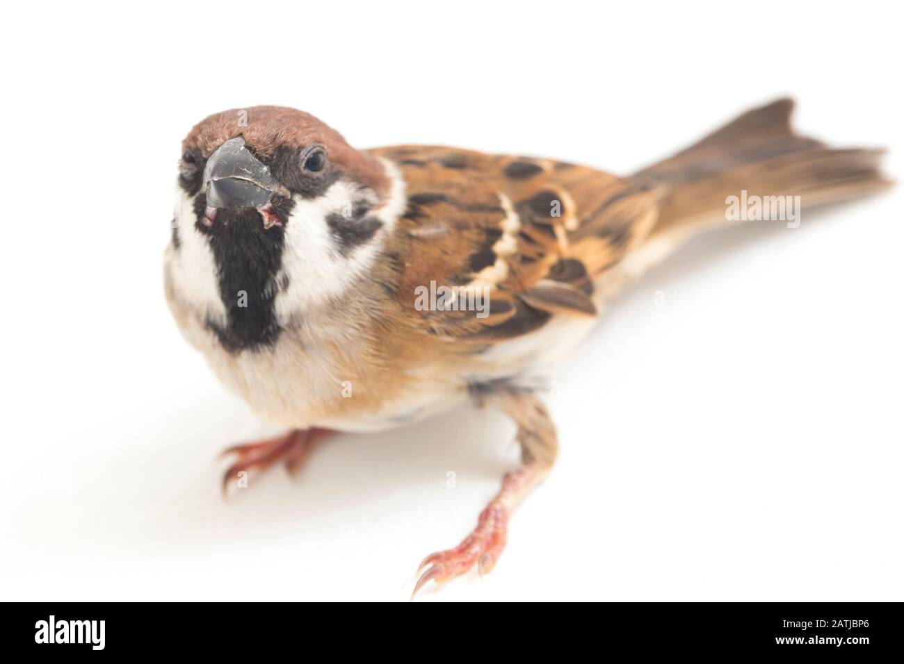 Die Spatzen der alten Welt sind eine Familie kleiner Passiervögel. Sie werden auch als echte Spatzen bezeichnet, isoliert auf weißem Hintergrund Stockfoto
