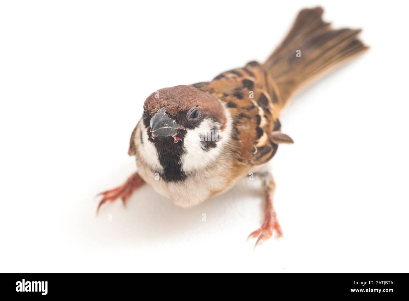 Die Spatzen der alten Welt sind eine Familie kleiner Passiervögel. Sie werden auch als echte Spatzen bezeichnet, isoliert auf weißem Hintergrund Stockfoto