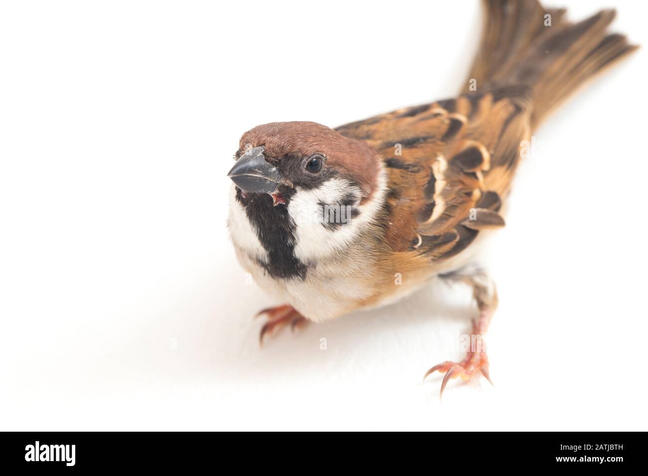 Die Spatzen der alten Welt sind eine Familie kleiner Passiervögel. Sie werden auch als echte Spatzen bezeichnet, isoliert auf weißem Hintergrund Stockfoto