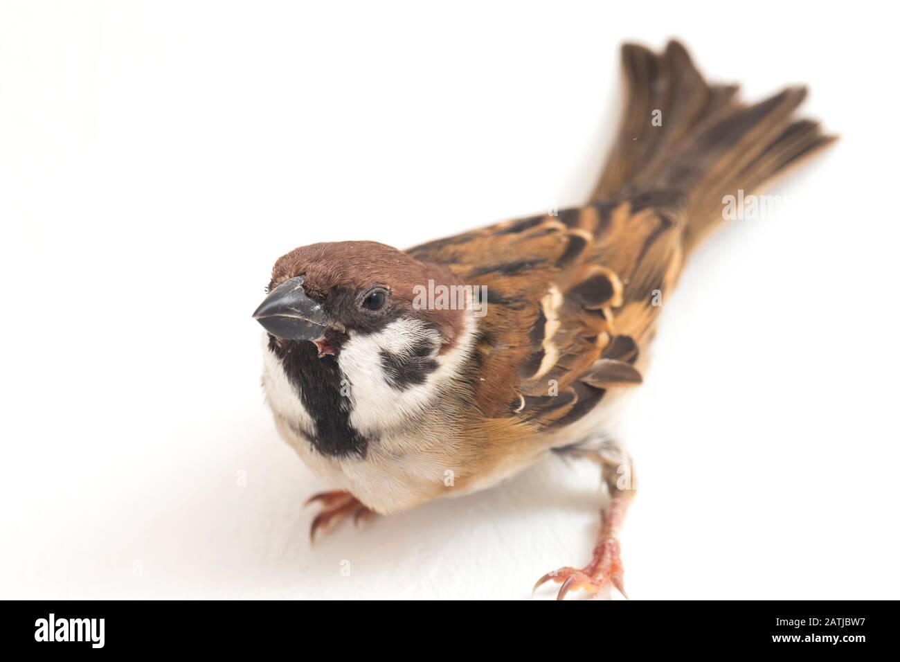 Die Spatzen der alten Welt sind eine Familie kleiner Passiervögel. Sie werden auch als echte Spatzen bezeichnet, isoliert auf weißem Hintergrund Stockfoto