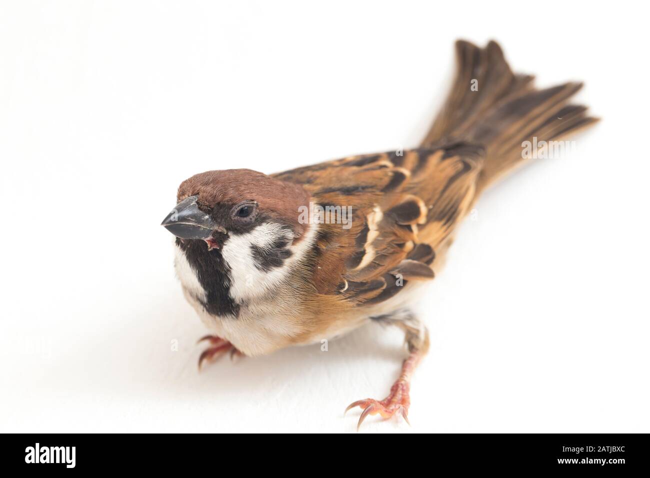 Die Spatzen der alten Welt sind eine Familie kleiner Passiervögel. Sie werden auch als echte Spatzen bezeichnet, isoliert auf weißem Hintergrund Stockfoto