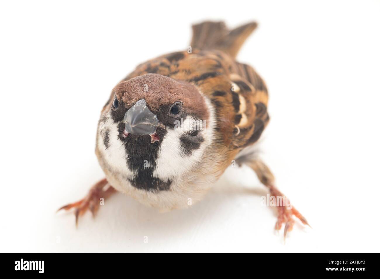 Die Spatzen der alten Welt sind eine Familie kleiner Passiervögel. Sie werden auch als echte Spatzen bezeichnet, isoliert auf weißem Hintergrund Stockfoto