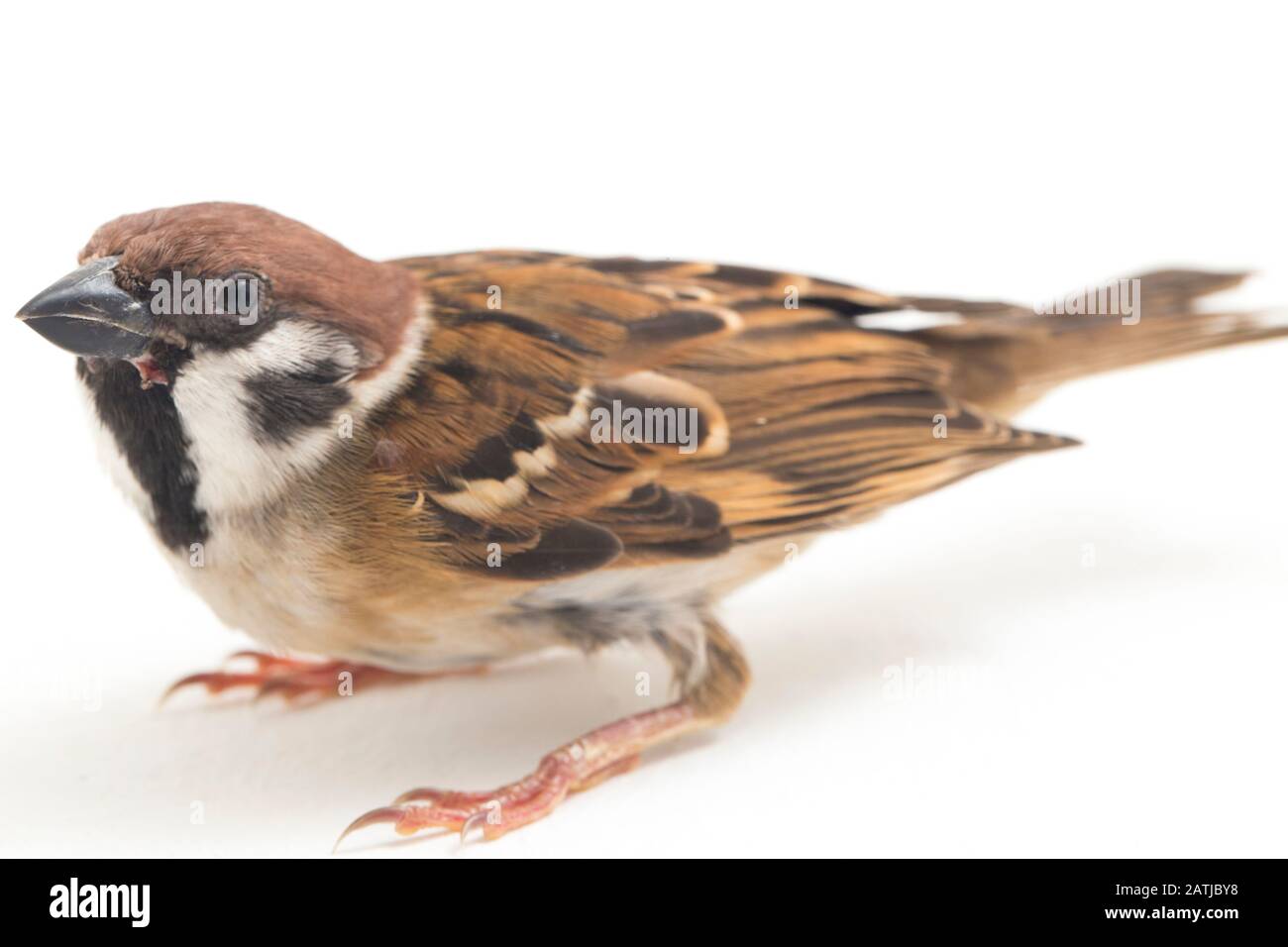 Die Spatzen der alten Welt sind eine Familie kleiner Passiervögel. Sie werden auch als echte Spatzen bezeichnet, isoliert auf weißem Hintergrund Stockfoto