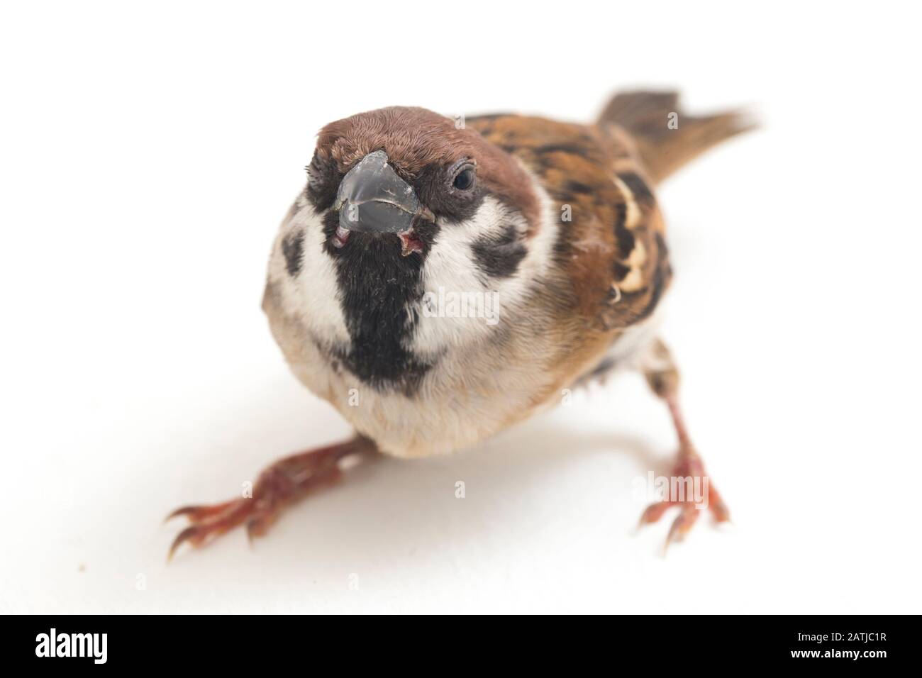 Die Spatzen der alten Welt sind eine Familie kleiner Passiervögel. Sie werden auch als echte Spatzen bezeichnet, isoliert auf weißem Hintergrund Stockfoto