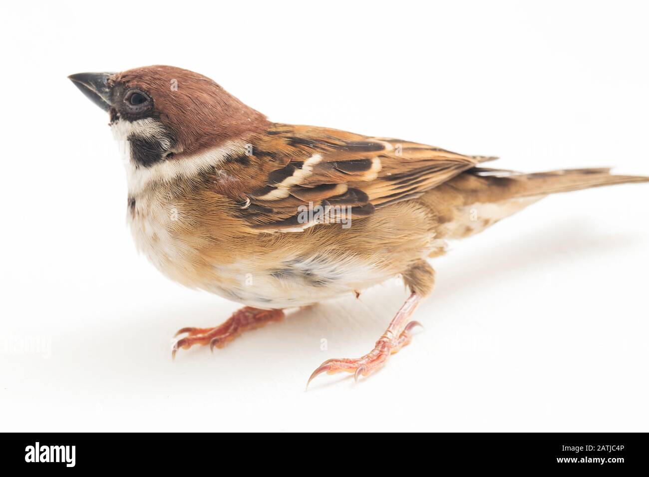 Die Spatzen der alten Welt sind eine Familie kleiner Passiervögel. Sie werden auch als echte Spatzen bezeichnet, isoliert auf weißem Hintergrund Stockfoto